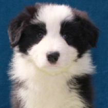 Elisabeth, black and white Border Collie Welpen kaufen