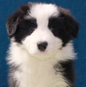 Border Collie Welpe kaufen