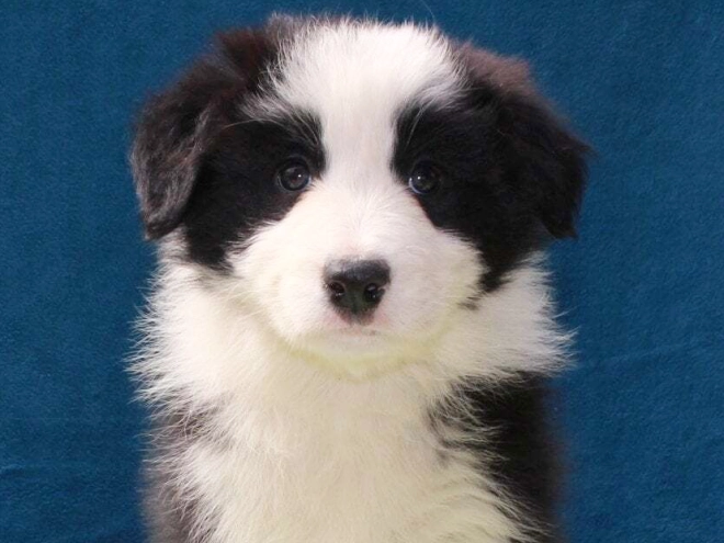 Border Collie Welpe kaufen