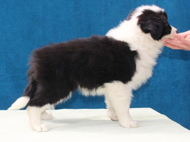 Border Collie Welpe kaufen