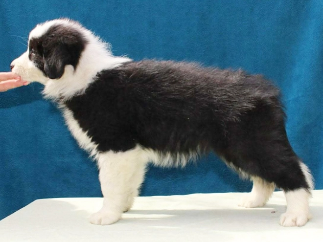 Border Collie Welpe kaufen