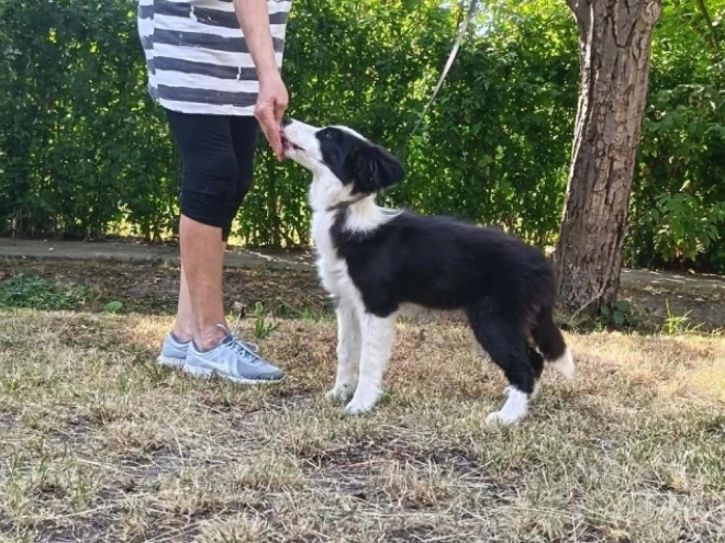 Border Collie puppy for sale