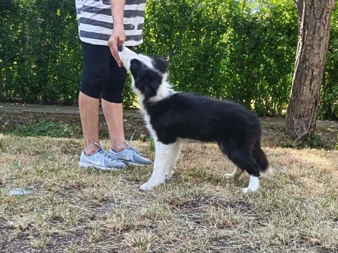 Border Collie puppy for sale