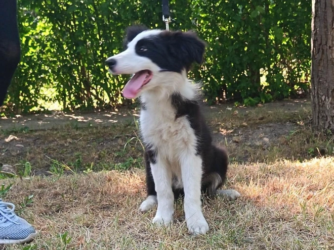 Border Collie puppy for sale