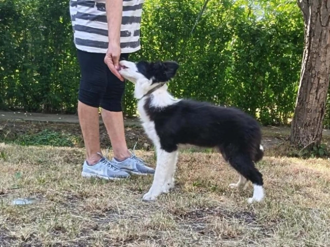 Border Collie puppy for sale