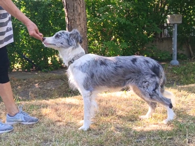 Border Collie puppy for sale