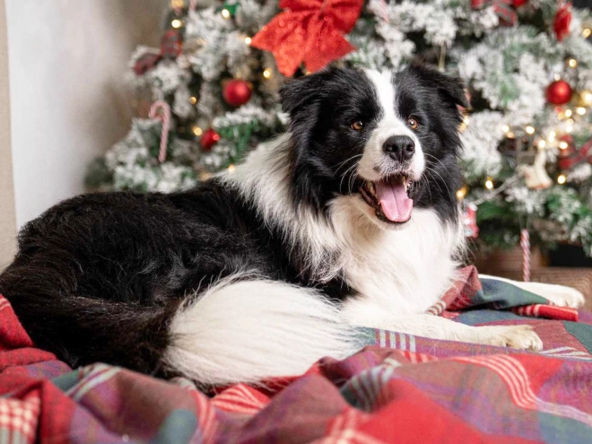 Border Collie Welpe kaufen