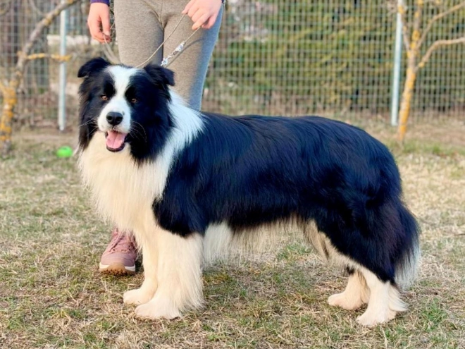 Border Collie puppy for sale