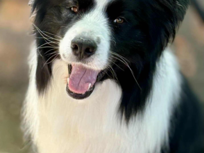 Border Collie puppy for sale