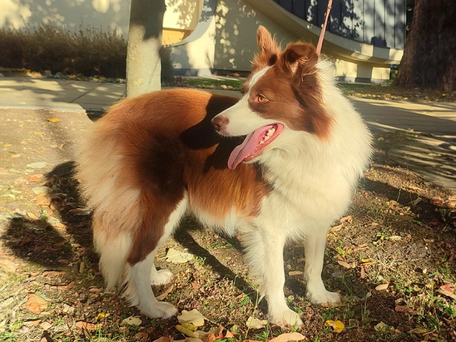 Border Collie Welpe kaufen
