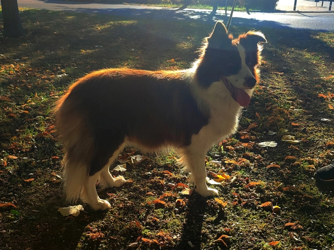 Border Collie Welpe kaufen