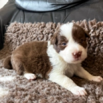 Fly Babe, brown and white Border Collie Welpen kaufen