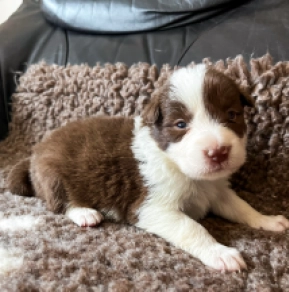Perros Collie de la Frontera en venta