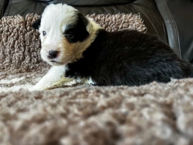 Border Collie puppy for sale