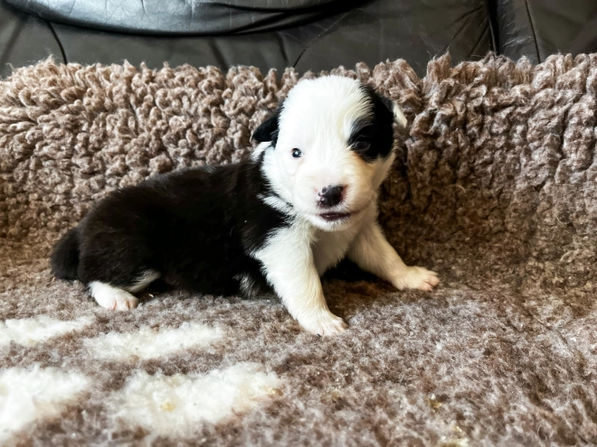Border Collie puppy for sale