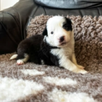 Booly, black and white Border Collie Welpen kaufen