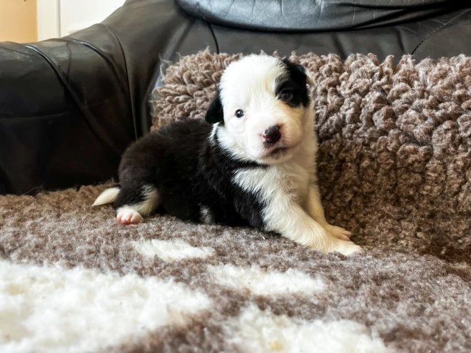 Border Collie puppy for sale
