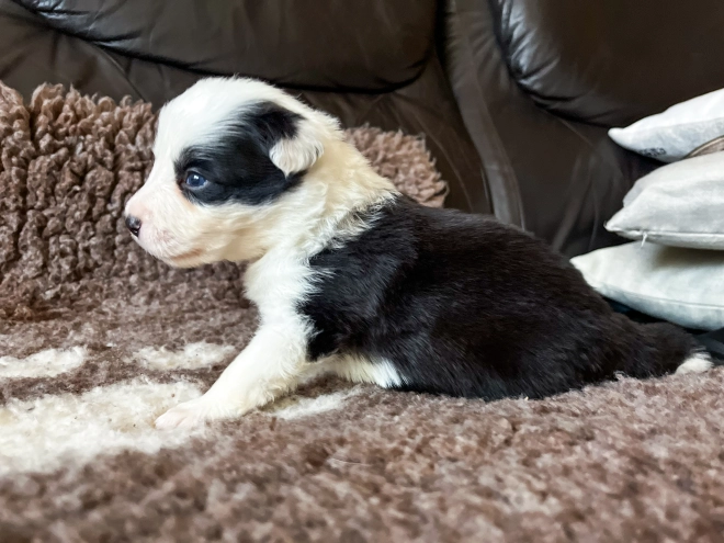 Border Collie puppy for sale