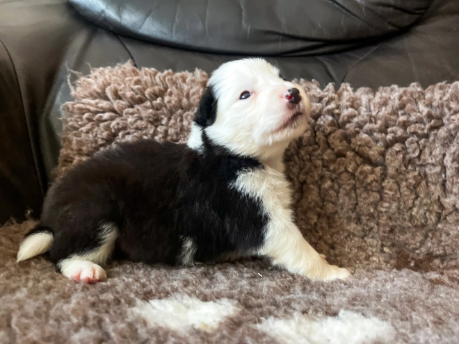 Border Collie puppy for sale