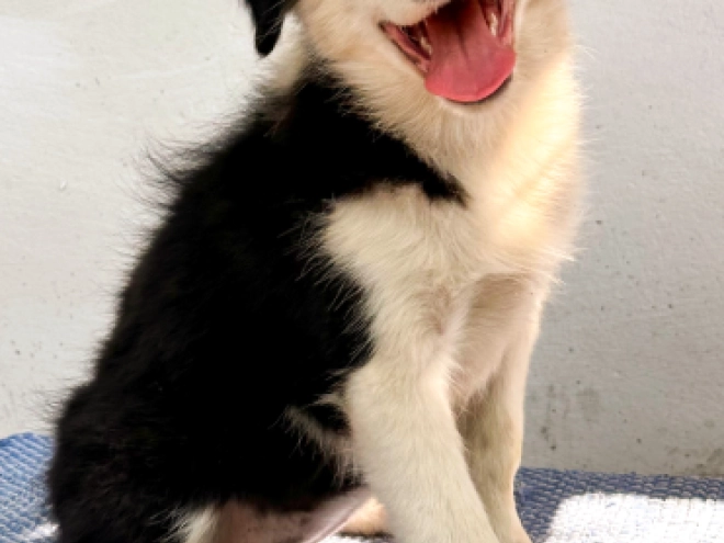 Border Collie puppy for sale