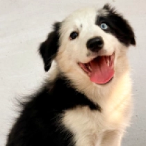 Booly, black and white Border Collie Welpen kaufen