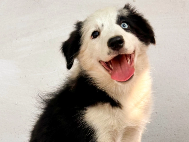 Border Collie puppy for sale