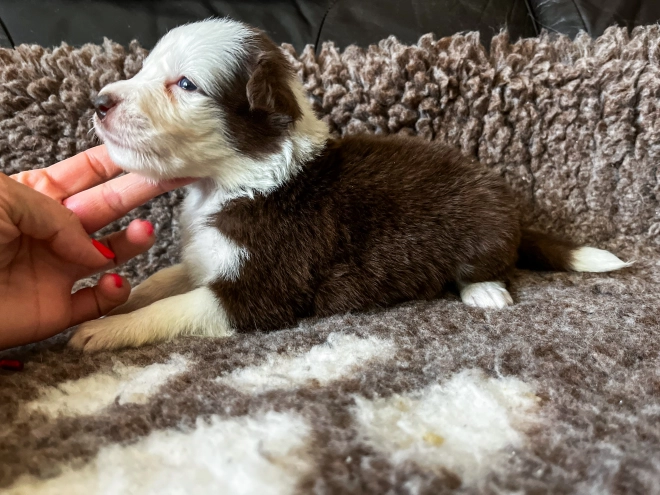 Perros Collie de la Frontera en venta