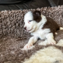 Cinders, brown and white Border Collie Welpen kaufen