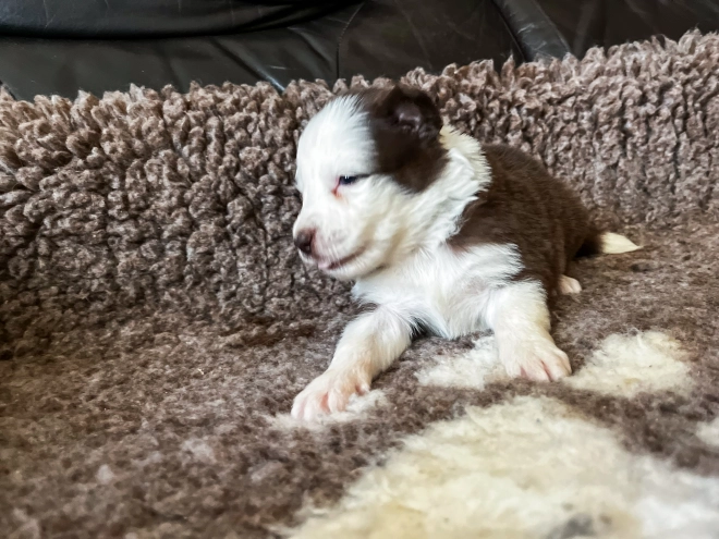Perros Collie de la Frontera en venta