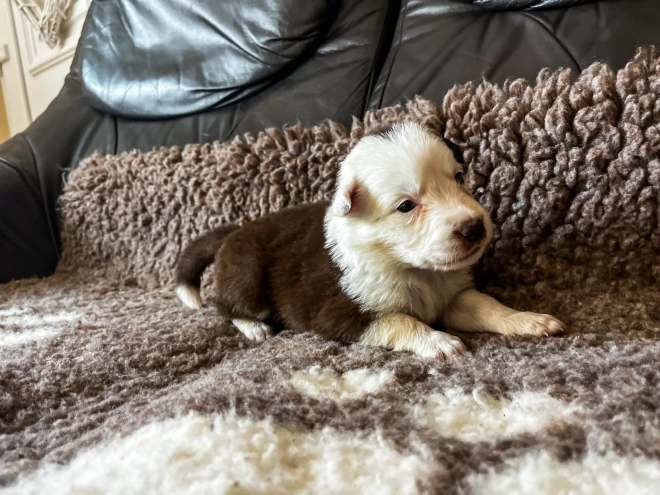 Perros Collie de la Frontera en venta