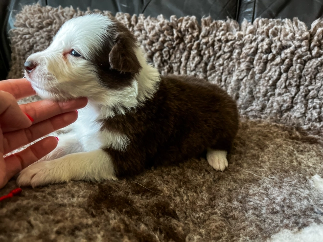 Perros Collie de la Frontera en venta