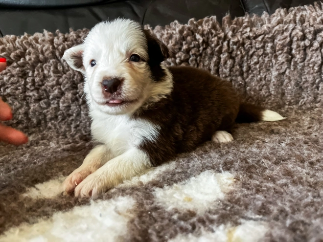 Perros Collie de la Frontera en venta