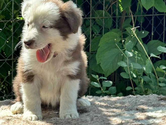 Perros Collie de la Frontera en venta
