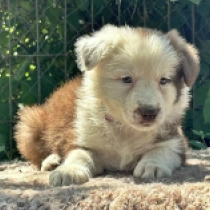Cinders, brown and white Border Collie for sale