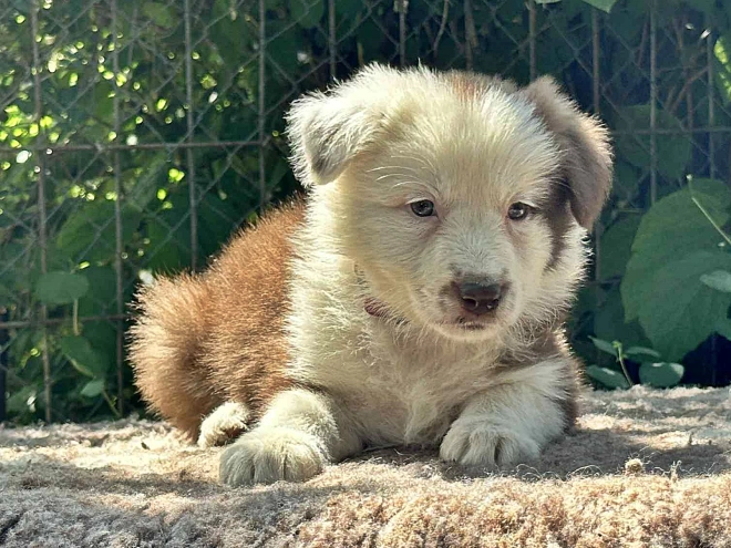 Perros Collie de la Frontera en venta