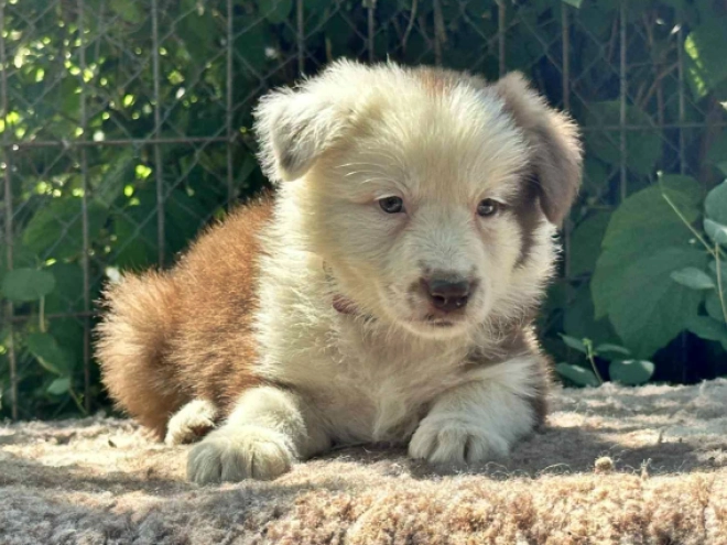 Perros Collie de la Frontera en venta