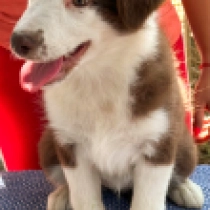 Cinders, brown and white Border Collie Welpen kaufen