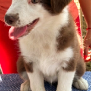 Border Collie puppy for sale