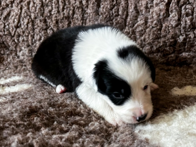 Border Collie Welpe kaufen