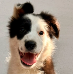 Border Collie puppy for sale