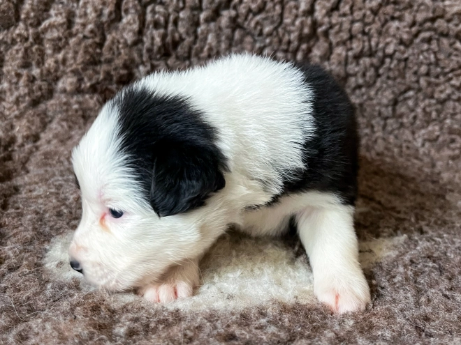 Border Collie Welpe kaufen