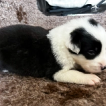 Quickie, black and white Border Collie Welpen kaufen
