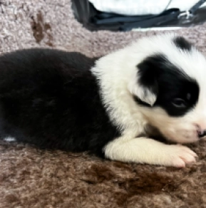 Border Collie Welpe kaufen