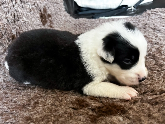 Border Collie Welpe kaufen
