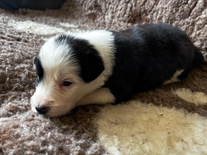 Border Collie Welpe kaufen