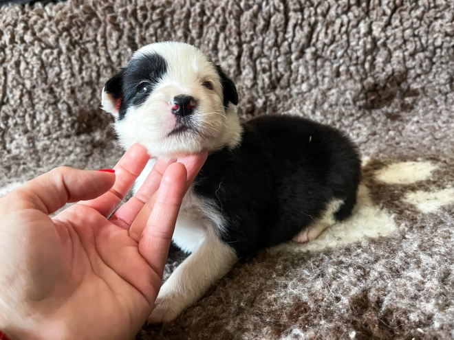Border Collie Welpe kaufen