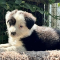 Quickie, black and white Border Collie for sale