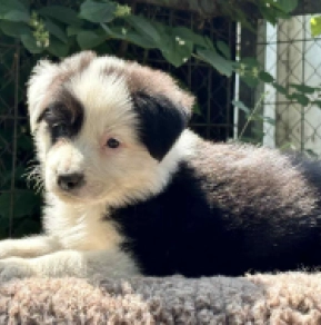 Border Collie Welpe kaufen