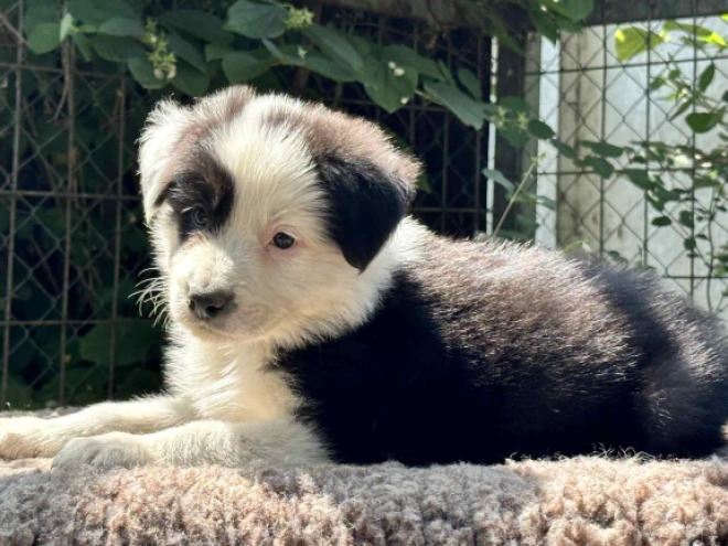 Border Collie Welpe kaufen