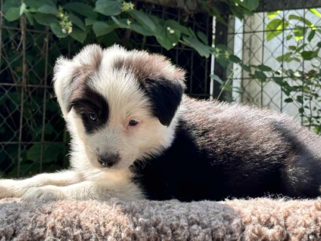 Border Collie Welpe kaufen